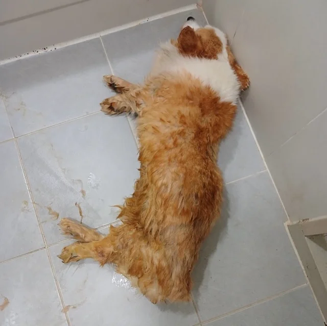 소유주도 나라도 방치한 개들 현장 사진