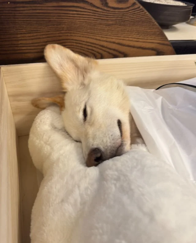희망아 잘가 많이많이 사랑해 현장 사진