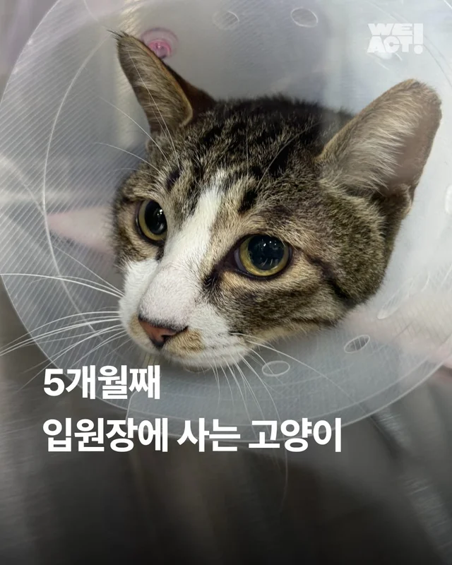 5개월째 입원장에 사는 고양이 현장 사진