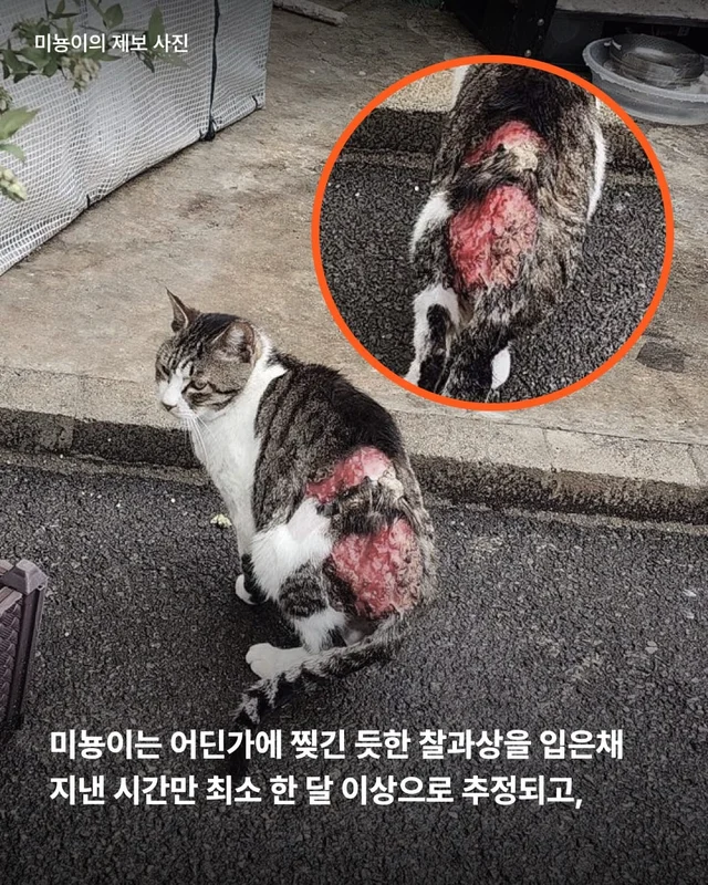 5개월째 입원장에 사는 고양이 현장 사진