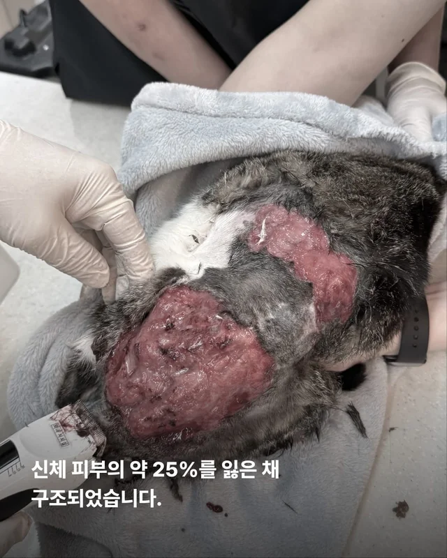5개월째 입원장에 사는 고양이 현장 사진