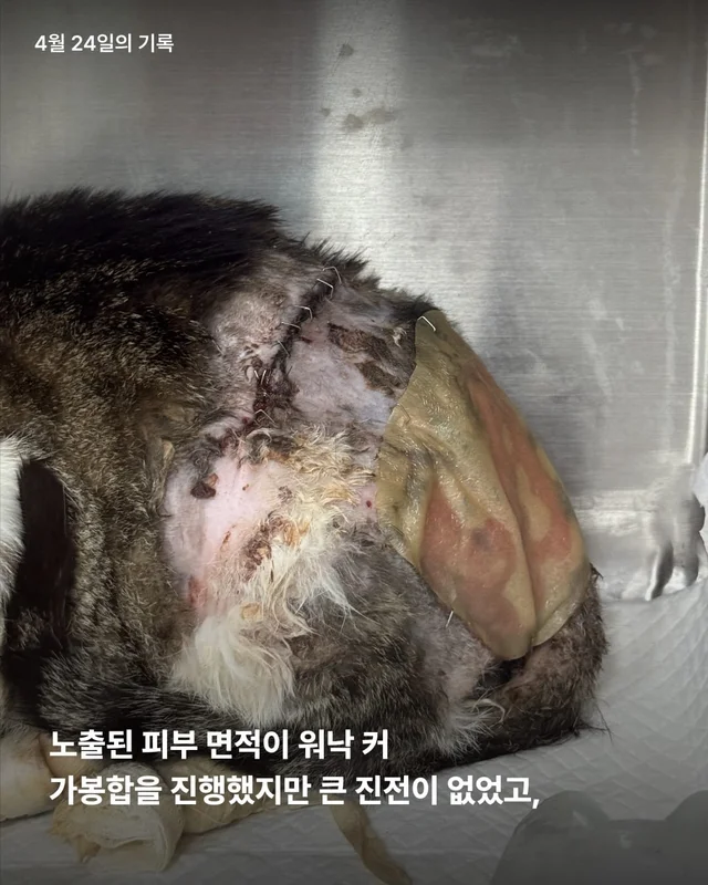 5개월째 입원장에 사는 고양이 현장 사진