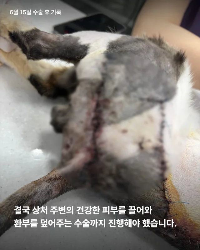 5개월째 입원장에 사는 고양이 현장 사진