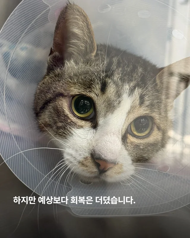 5개월째 입원장에 사는 고양이 현장 사진