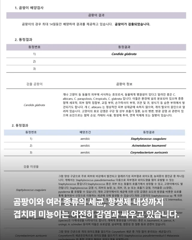 5개월째 입원장에 사는 고양이 현장 사진