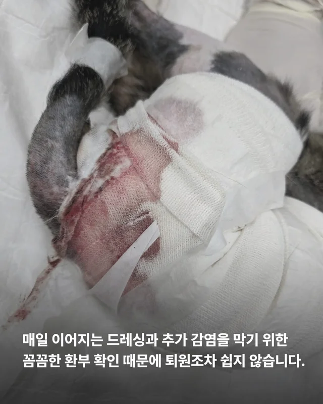 5개월째 입원장에 사는 고양이 현장 사진
