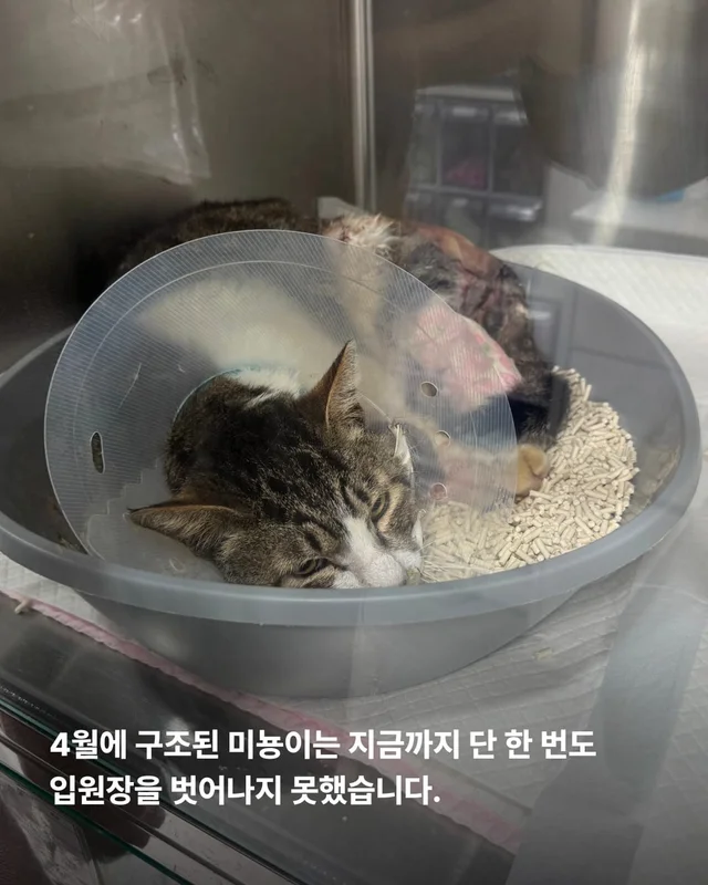 5개월째 입원장에 사는 고양이 현장 사진