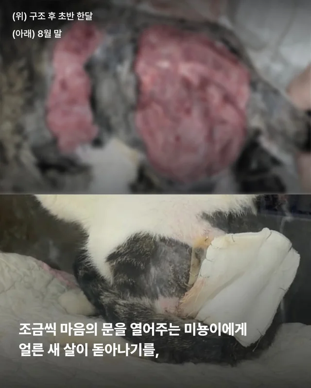 5개월째 입원장에 사는 고양이 현장 사진