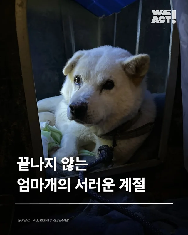 남양주혹한방치견 - 위액트비아, 위액트 비노 현장 사진