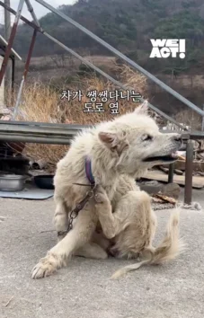 한쪽 다리를 잃은 개가 수술 후 보인 모습 현장 사진