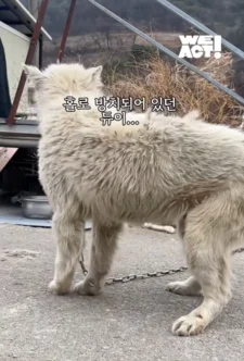 한쪽 다리를 잃은 개가 수술 후 보인 모습 현장 사진