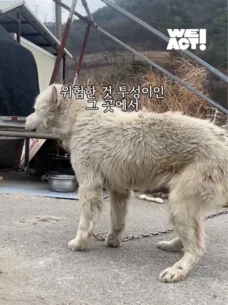 한쪽 다리를 잃은 개가 수술 후 보인 모습 현장 사진