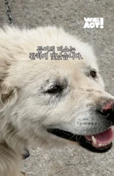 한쪽 다리를 잃은 개가 수술 후 보인 모습 현장 사진
