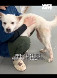 한쪽 다리를 잃은 개가 수술 후 보인 모습 현장 사진
