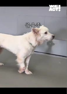 한쪽 다리를 잃은 개가 수술 후 보인 모습 현장 사진