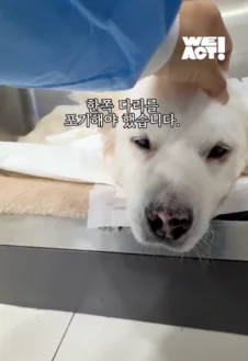 한쪽 다리를 잃은 개가 수술 후 보인 모습 현장 사진