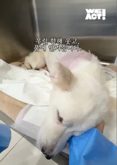한쪽 다리를 잃은 개가 수술 후 보인 모습 현장 사진