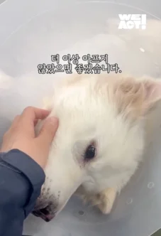한쪽 다리를 잃은 개가 수술 후 보인 모습 현장 사진