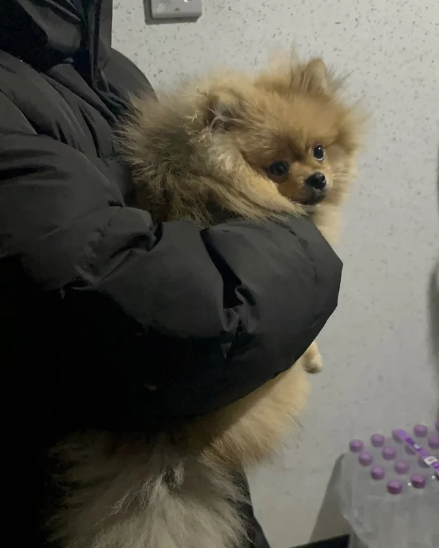 광진구동물학대 현장 사진