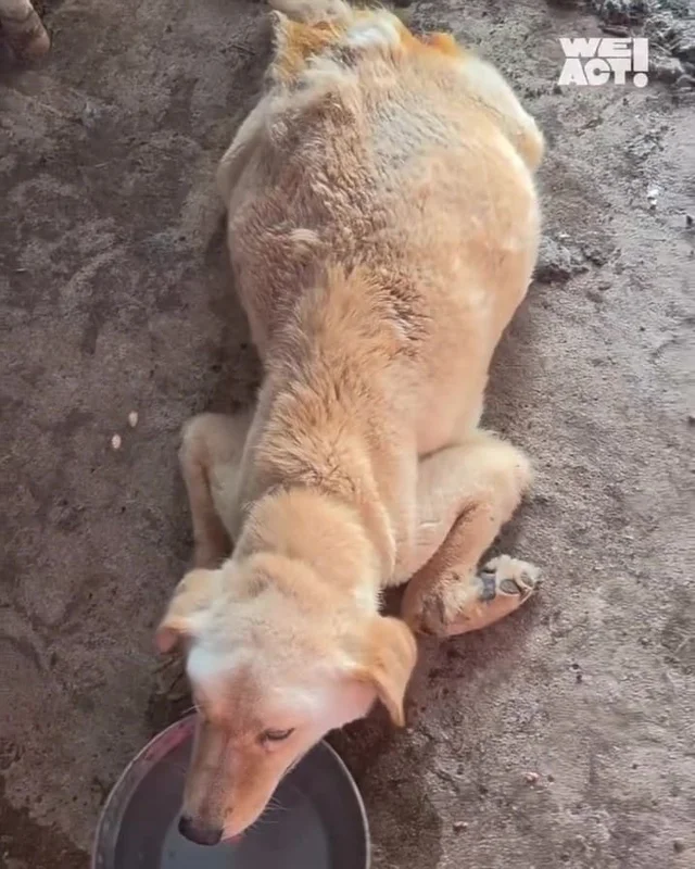 정읍구더기견 현장 사진