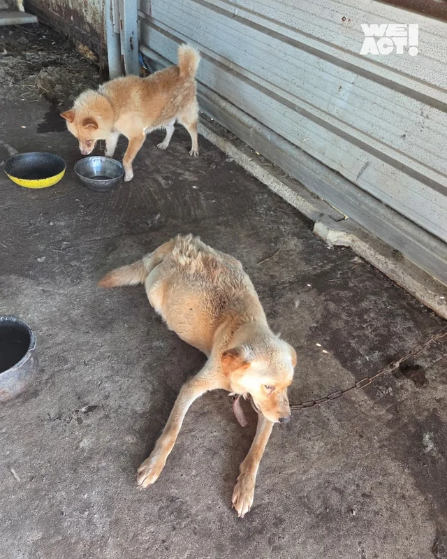 정읍구더기견 현장 사진
