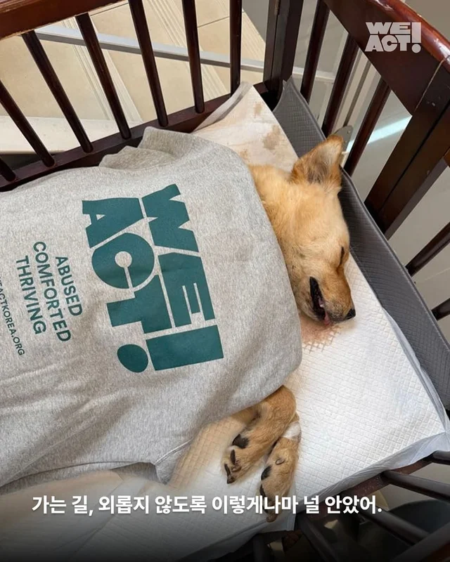 정읍구더기견 현장 사진