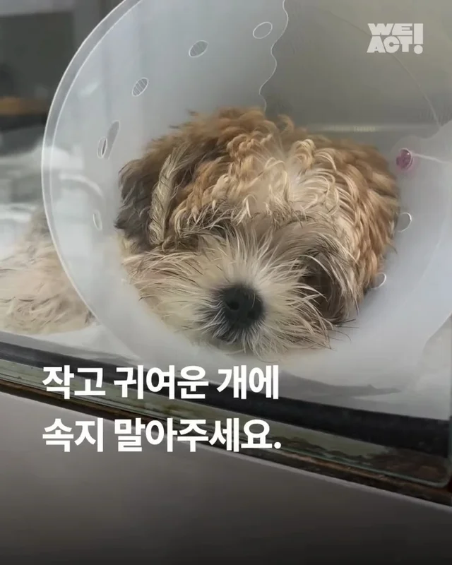 작고 귀여운 개에 속지말아주세요 현장 사진
