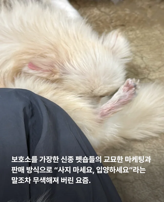 작고 귀여운 개에 속지말아주세요 현장 사진