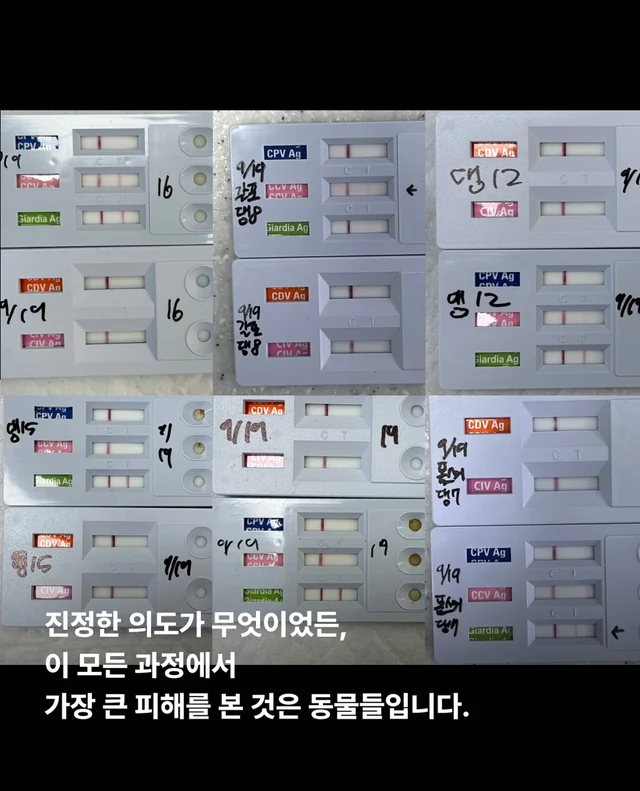 작고 귀여운 개에 속지말아주세요 현장 사진