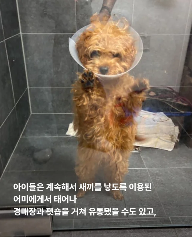 작고 귀여운 개에 속지말아주세요 현장 사진