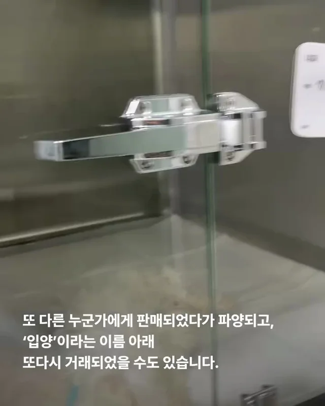 작고 귀여운 개에 속지말아주세요 현장 사진