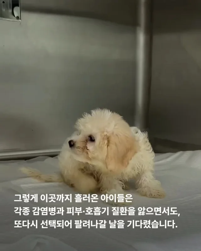 작고 귀여운 개에 속지말아주세요 현장 사진