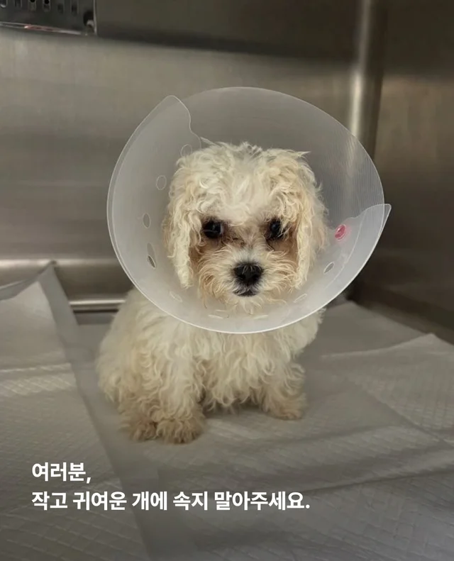 작고 귀여운 개에 속지말아주세요 현장 사진
