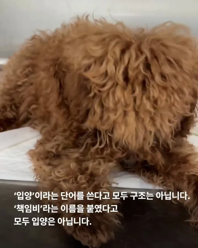 작고 귀여운 개에 속지말아주세요 현장 사진
