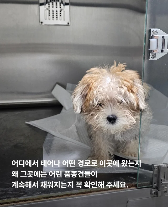작고 귀여운 개에 속지말아주세요 현장 사진