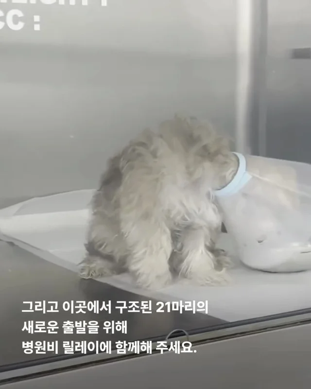 작고 귀여운 개에 속지말아주세요 현장 사진