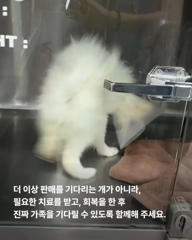 작고 귀여운 개에 속지말아주세요 현장 사진