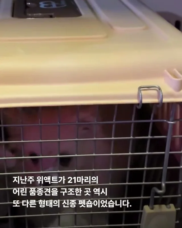 작고 귀여운 개에 속지말아주세요 현장 사진