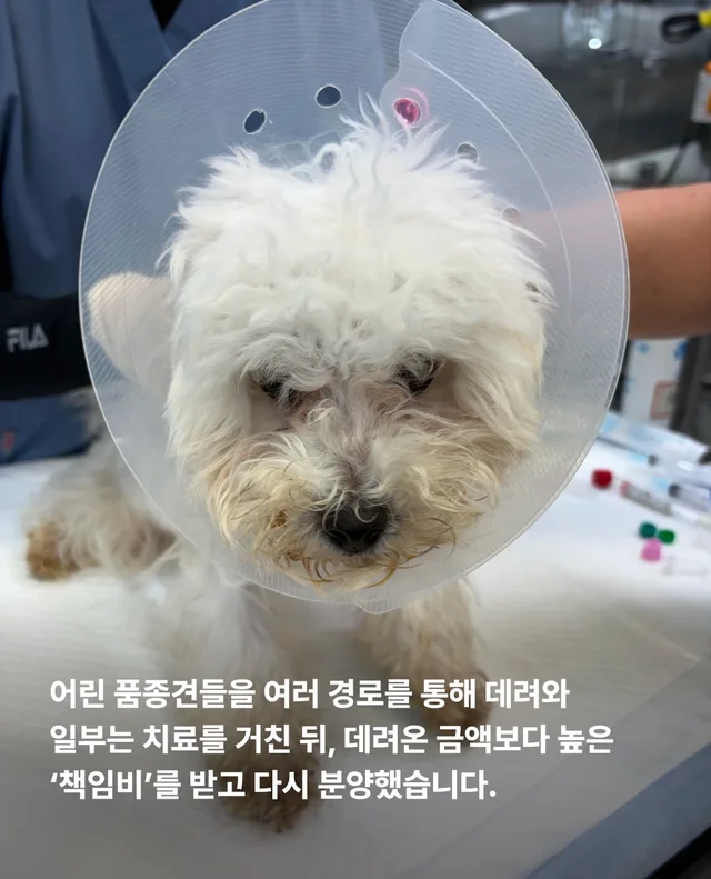 작고 귀여운 개에 속지말아주세요 현장 사진