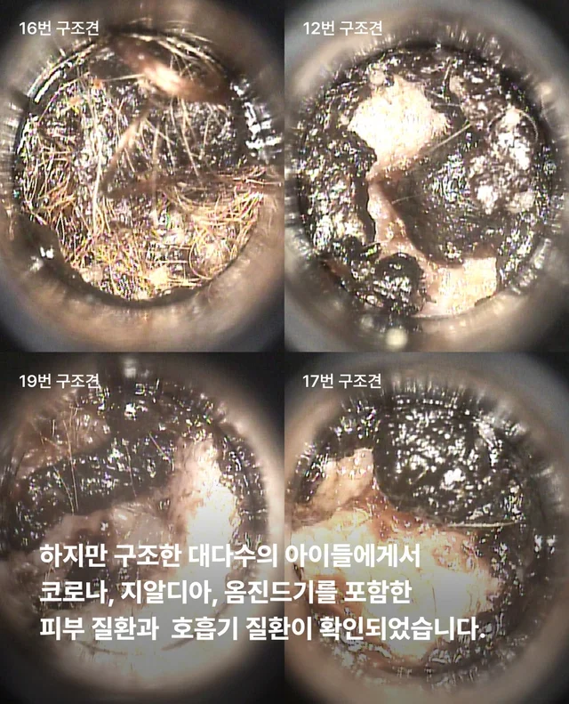 작고 귀여운 개에 속지말아주세요 현장 사진