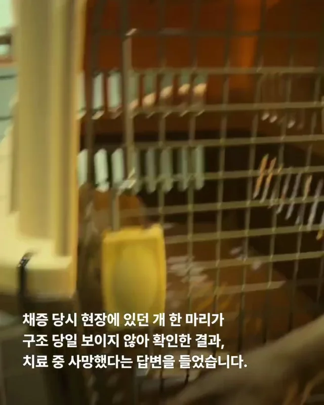 작고 귀여운 개에 속지말아주세요 현장 사진