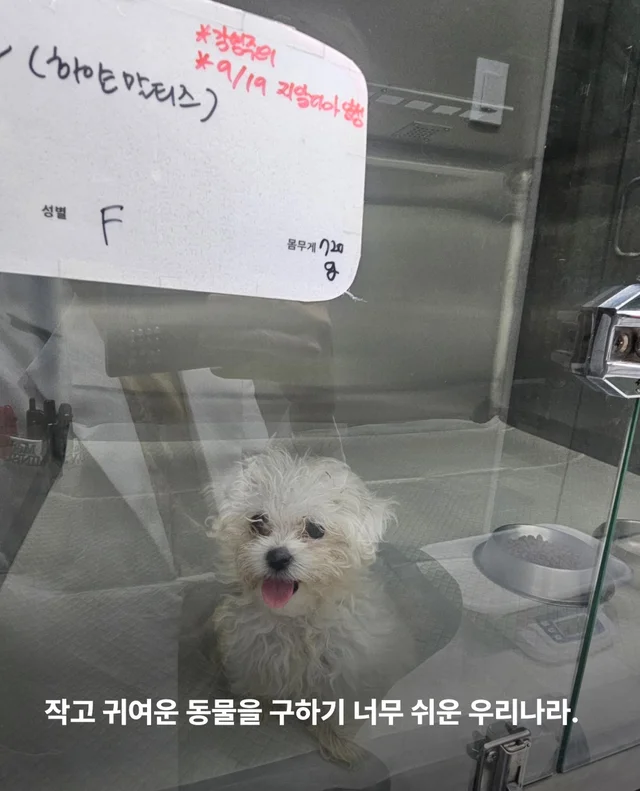 작고 귀여운 개에 속지말아주세요 현장 사진