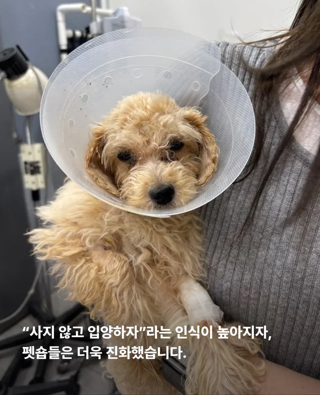 작고 귀여운 개에 속지말아주세요 현장 사진