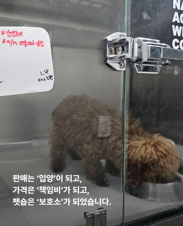 작고 귀여운 개에 속지말아주세요 현장 사진
