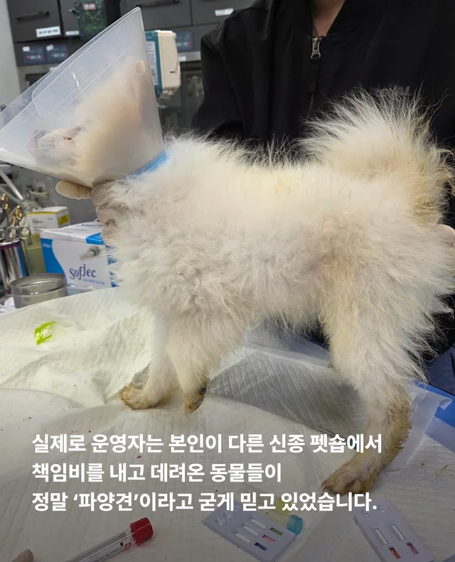 작고 귀여운 개에 속지말아주세요 현장 사진