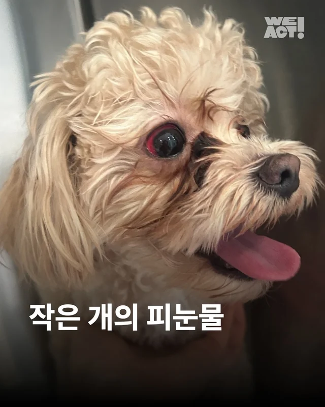 작은 개의 피눈물 현장 사진