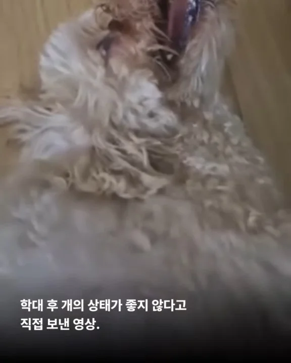 작은 개의 피눈물 현장 사진