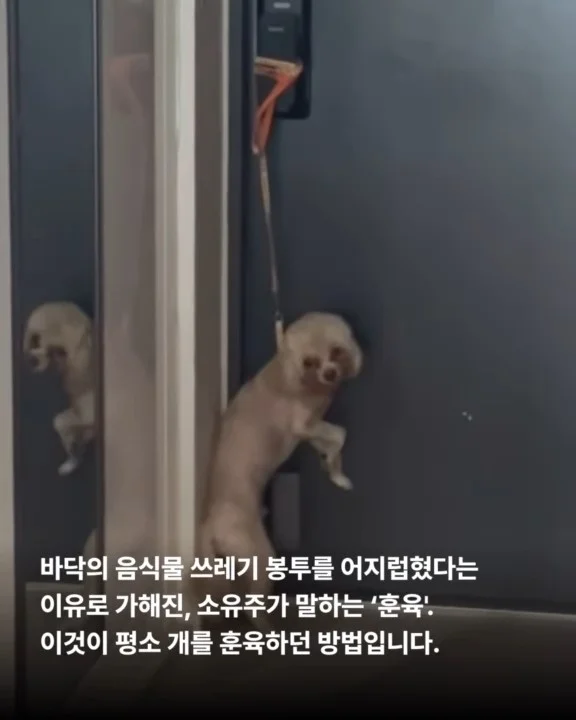 작은 개의 피눈물 현장 사진