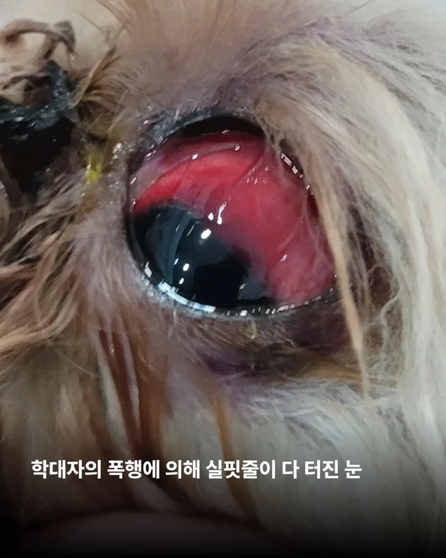 작은 개의 피눈물 현장 사진