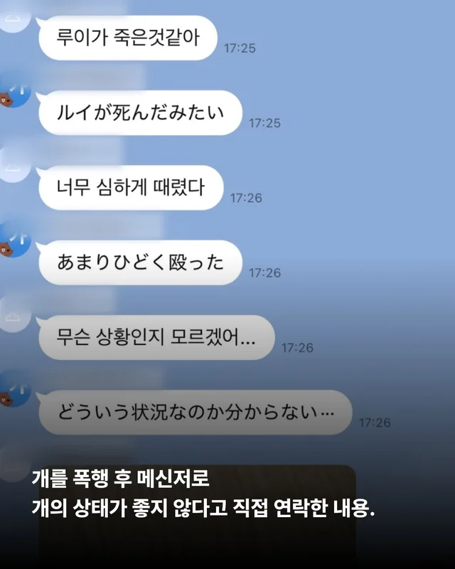 작은 개의 피눈물 현장 사진